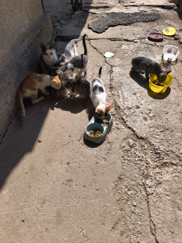 Подарявам малки котета