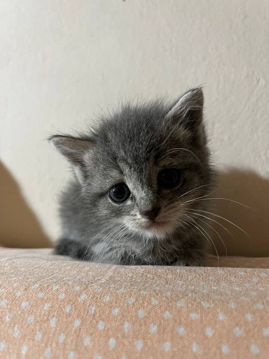 Срочно отдам котят в добрые руки