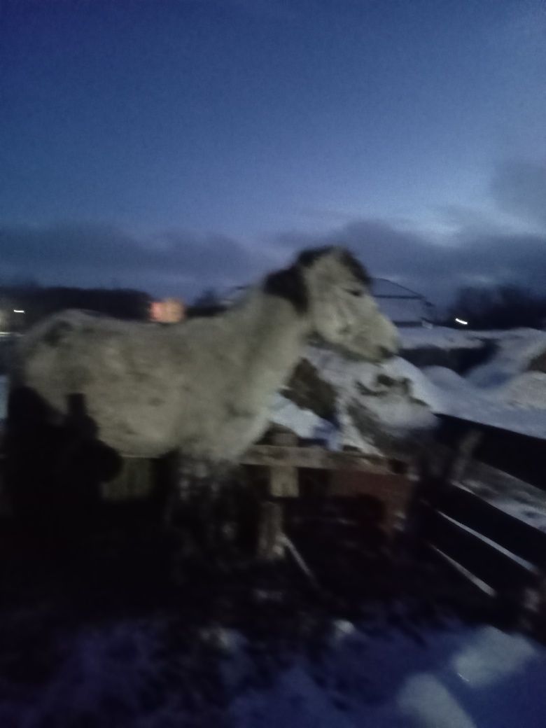 Продам кабылу жеребую