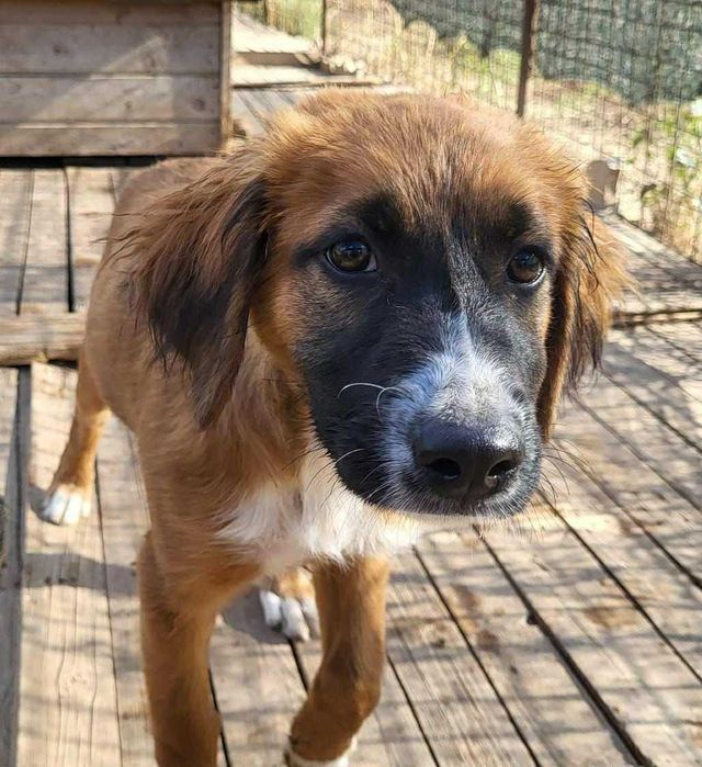 pentru adoptie- Ares isi cauta familia!