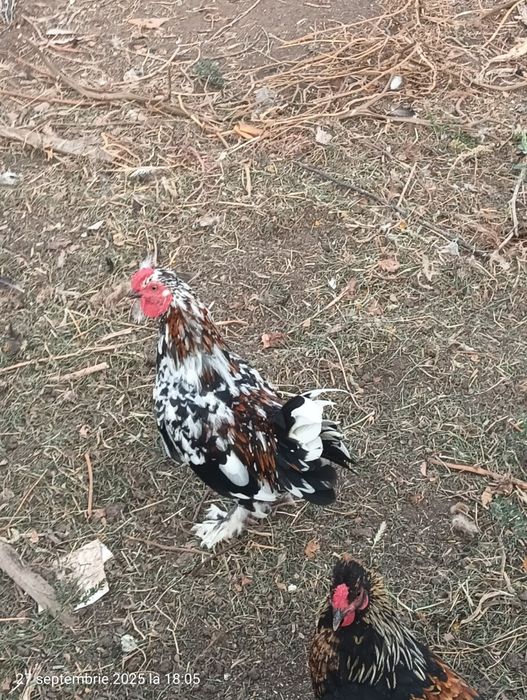 Cocosi pitici americani