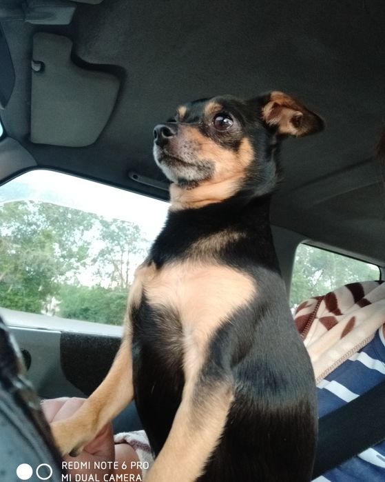 Потерялся тойчик