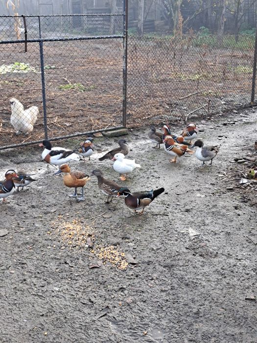 Vând rate mandarine