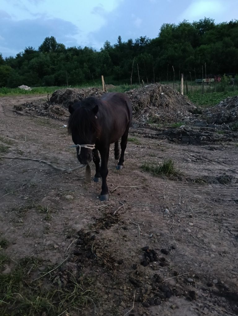 Vând ponei talie mica