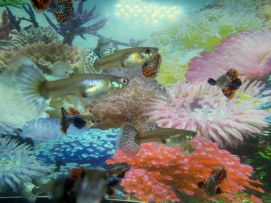 Гуппи Dambo Red Mosaic