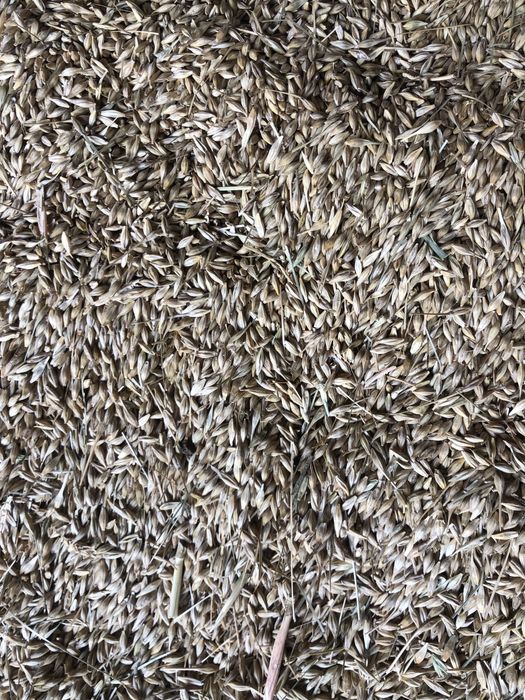 Orz 2025 Sauca curat bun de samanta