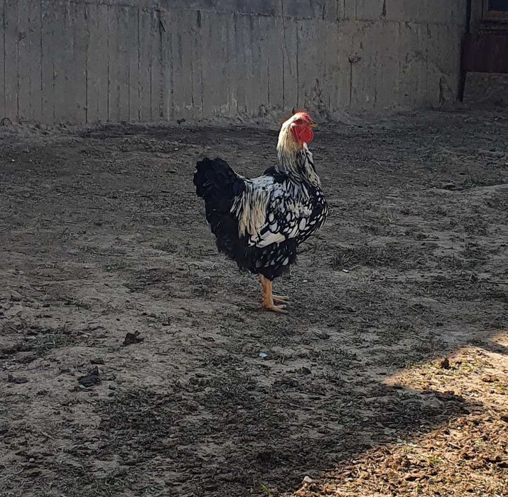продам  петуха  курей  виандот