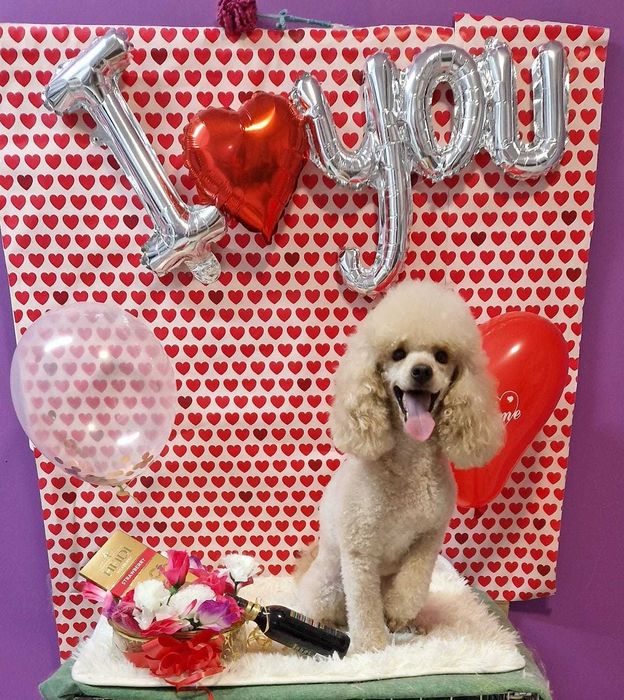 Професионално подстригване и грижа за вашия любимец в гр. Варна