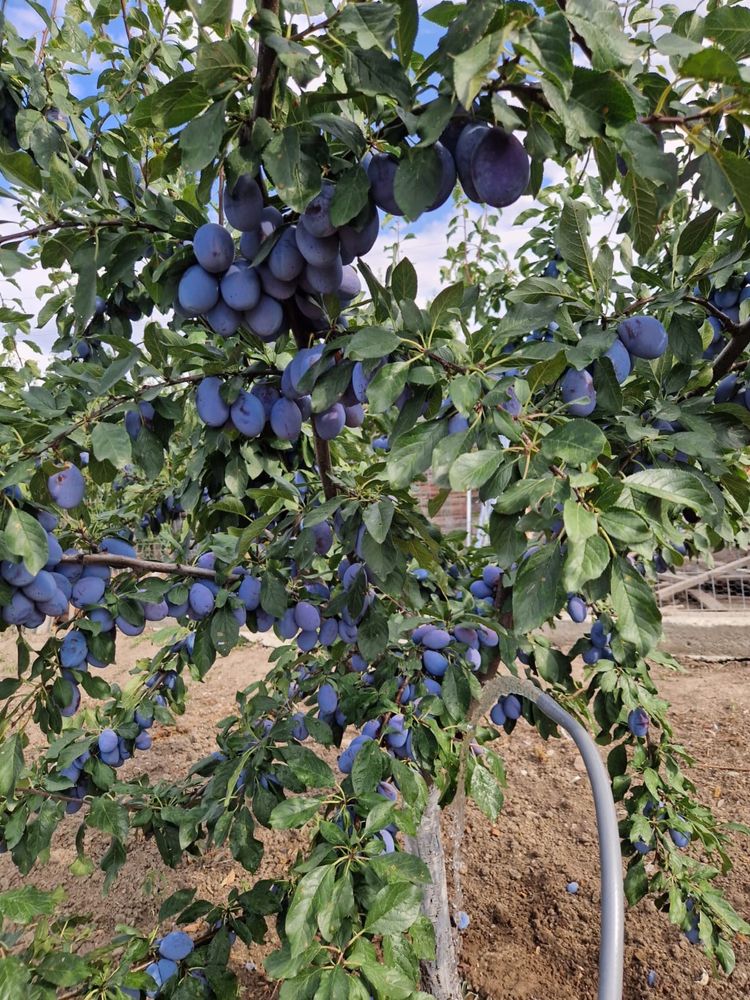 Prune producție proprie