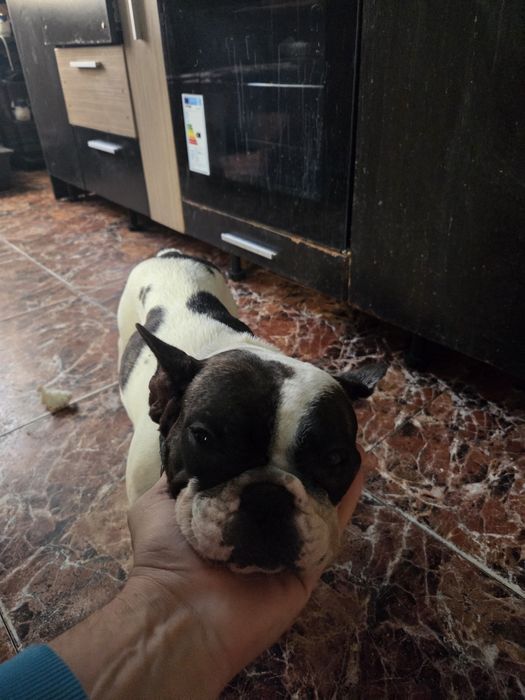 Vănd cătelusă Buldog Francez