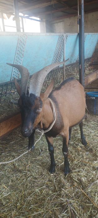 Vand  tap rasa Alpina Franceza