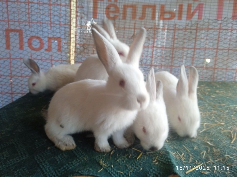 Kaliforniya bolalari sotuvda