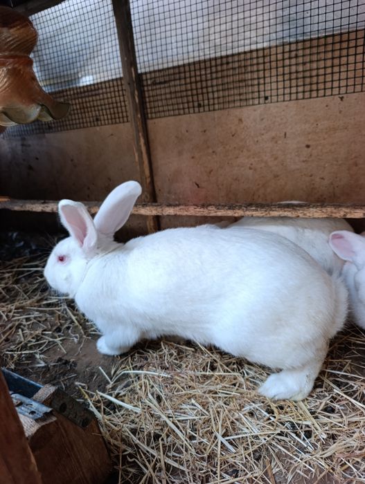 2 ta samka 2 ta sames hikol para.