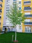 Plante ornamentale diferite specii si dimensiuni