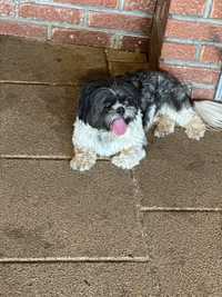 Donez mascul Shih Tzu