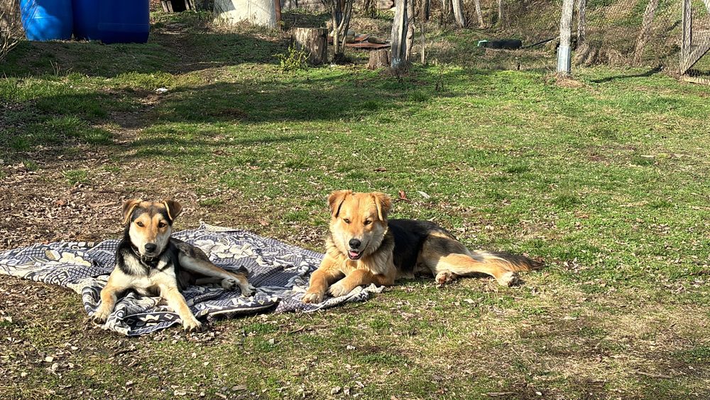 Puiuți de câine metis spre adopție