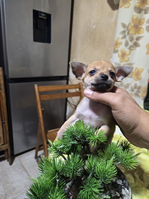 **Мини чихуахуа***