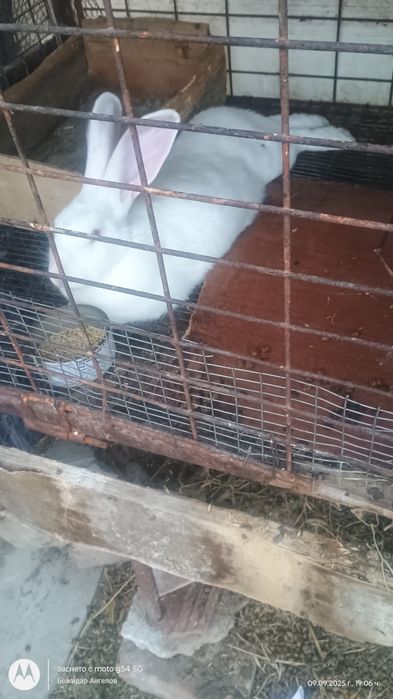 Пордавам зайци ваксинирани