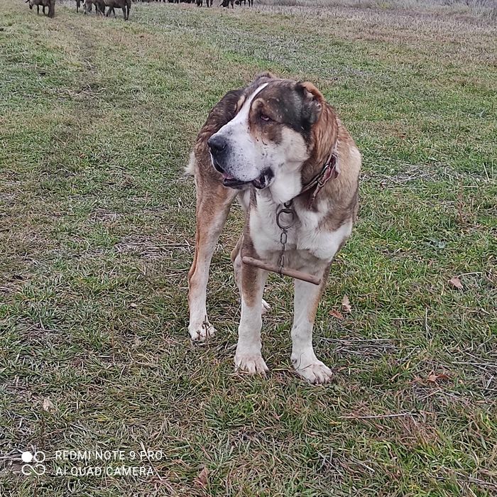 Алабай на 2 години