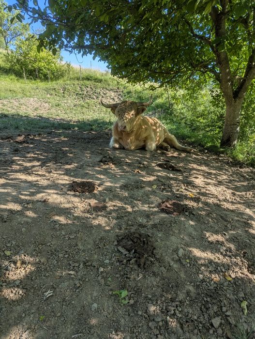 Tauri rasa highland scoțian cu origine germană