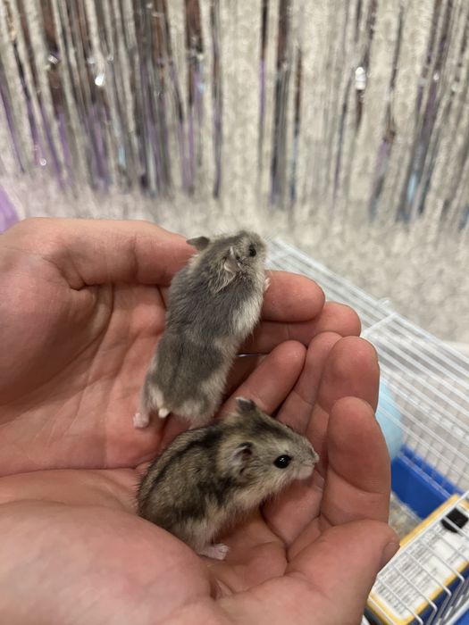 Продам двух хомяков