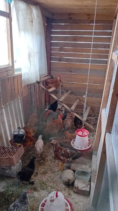 Pui găină cocoșei găini cocoși