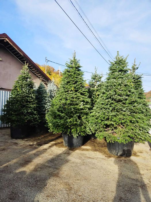 PonPon Maslin , Chiparos Albastru  Leilandy Brad ! Plante Ornamentale