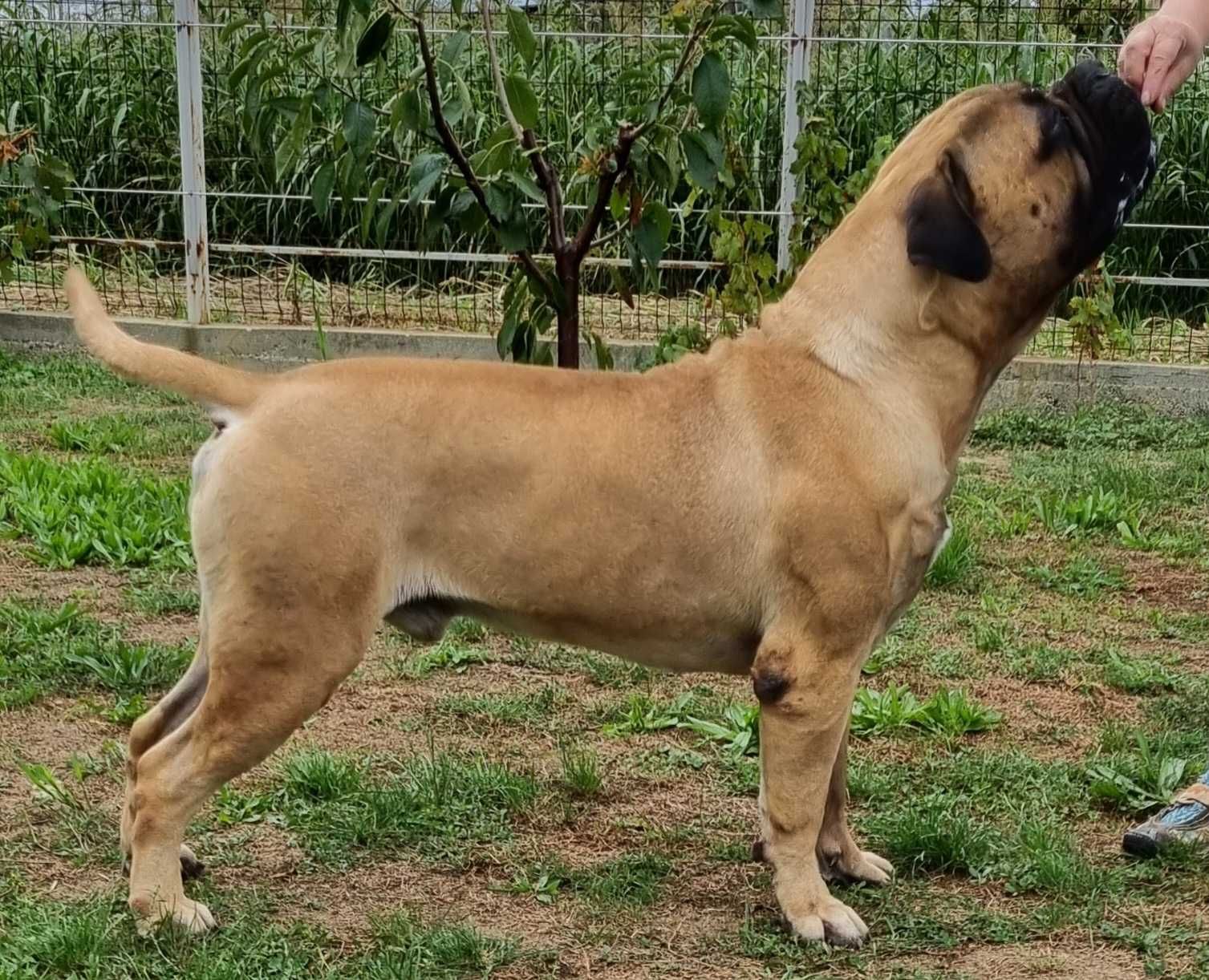 Donez bullmastiff adult.