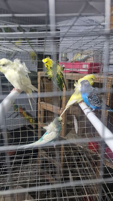 Papagali Hogoromo, masculi 2024!