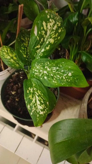 Диффенбахия-вечнозелёное растение, распространённое в тропиках Америки