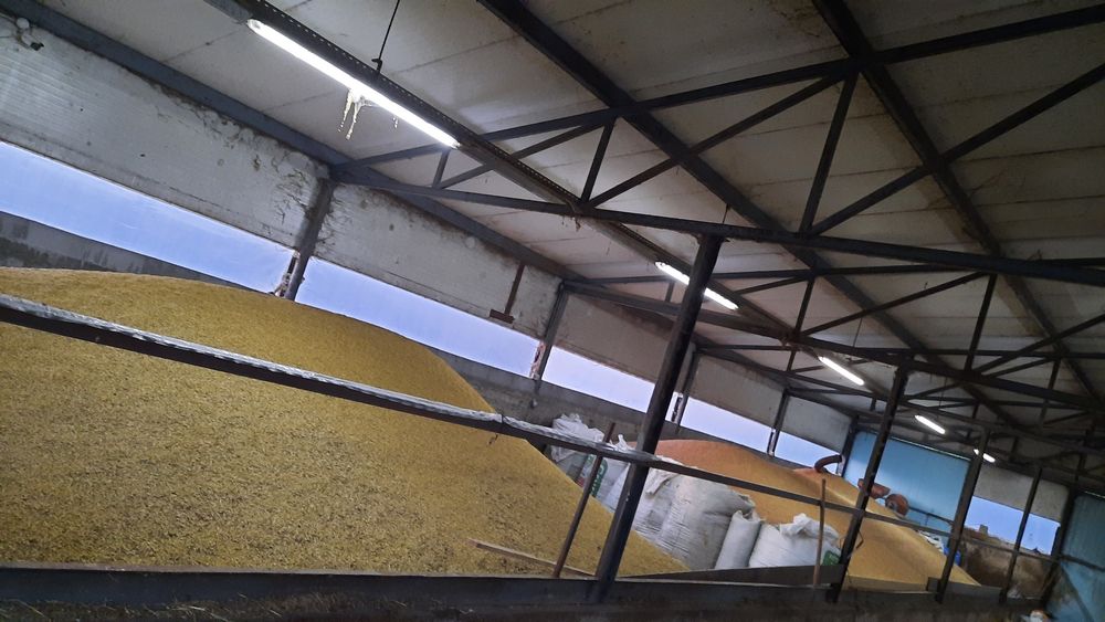 Vând orzaică  grâu triticale ovăzi!