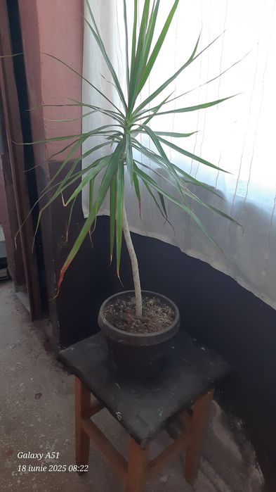 Planta de interior Dracena