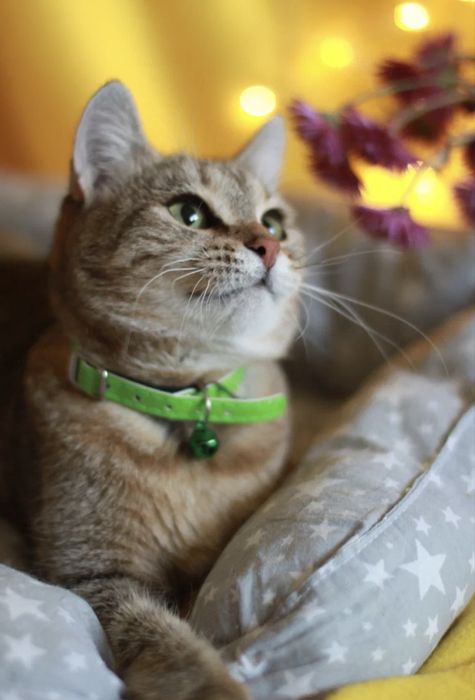 Ищу дом красивой зеленоглазке