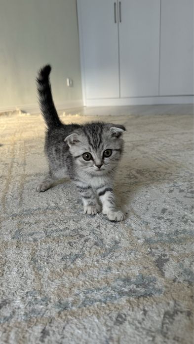Шотландский вислоухий котенок, мальчик