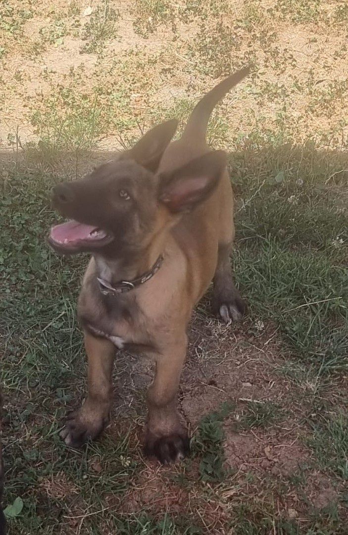 Mascul rasa malinois.
