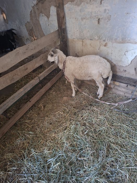 Кой козилар 4364