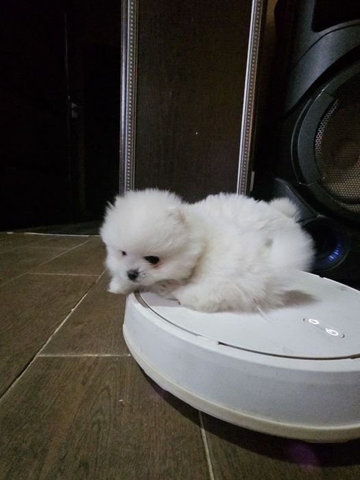 Продаются помиранские шпицы