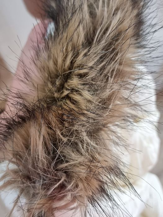 Geacă damă Ralph Lauren