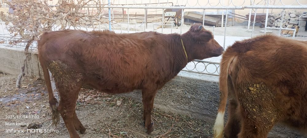 Ёш гуножинлар ва она бола сигир сотилади