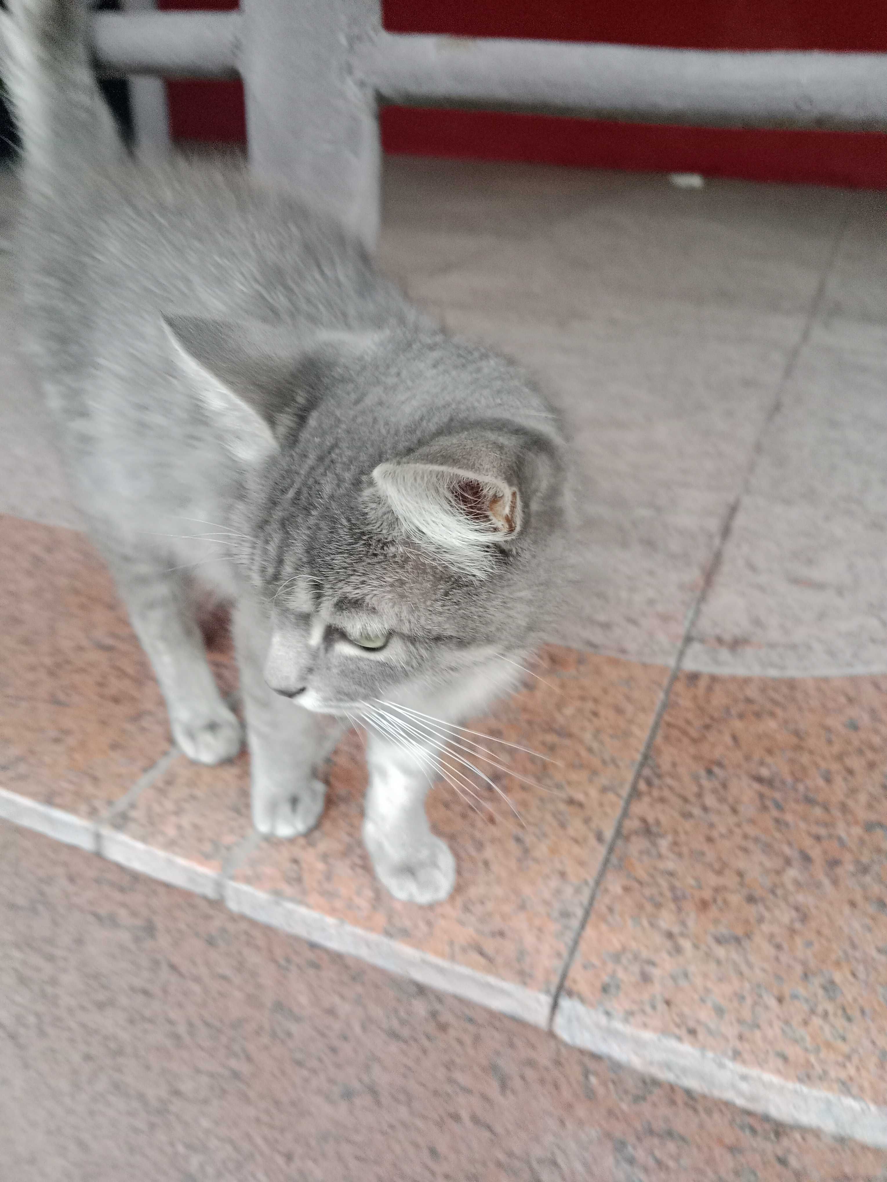 Красивейший котик в добрые руки