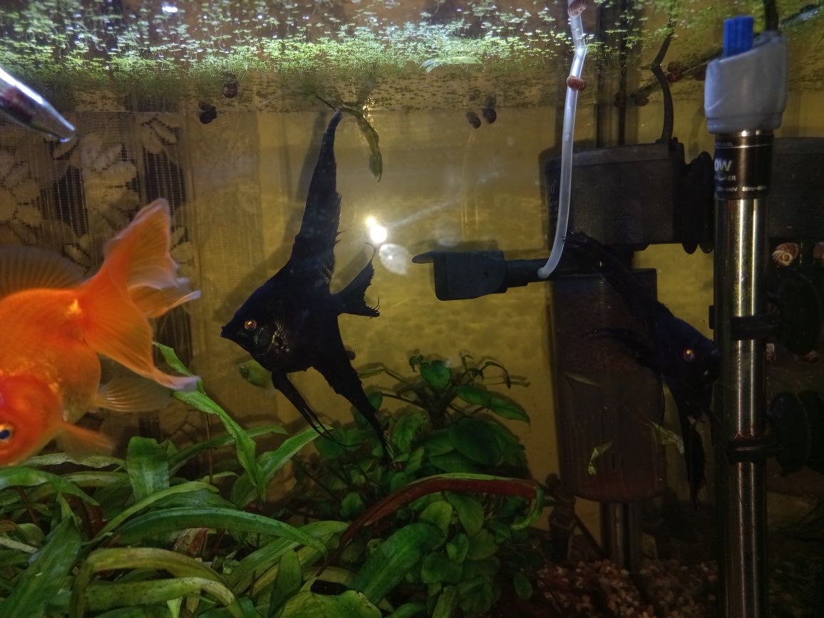 Аквариум с рыбками и растениями