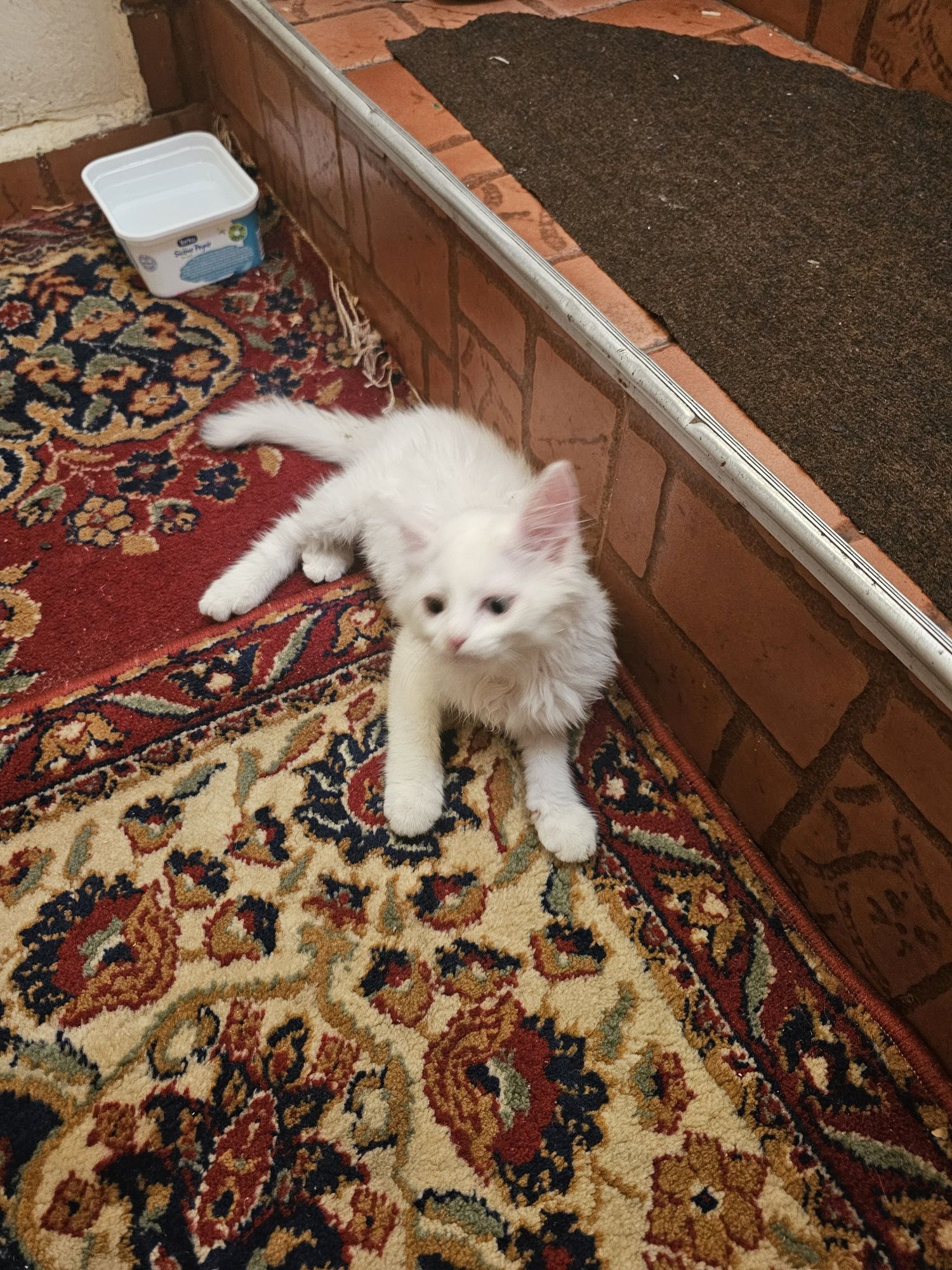 Котка порода - турска Ван