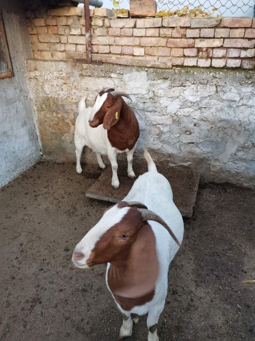 Продавам заплодени кози