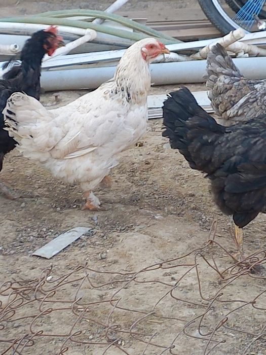 Хуроз ва товуклар сотилади.