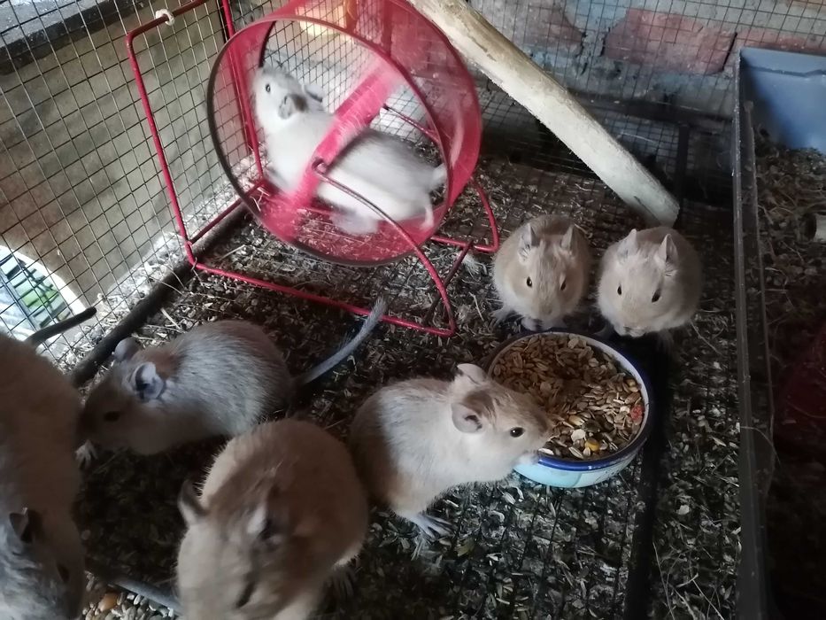 Vând veverițe degu