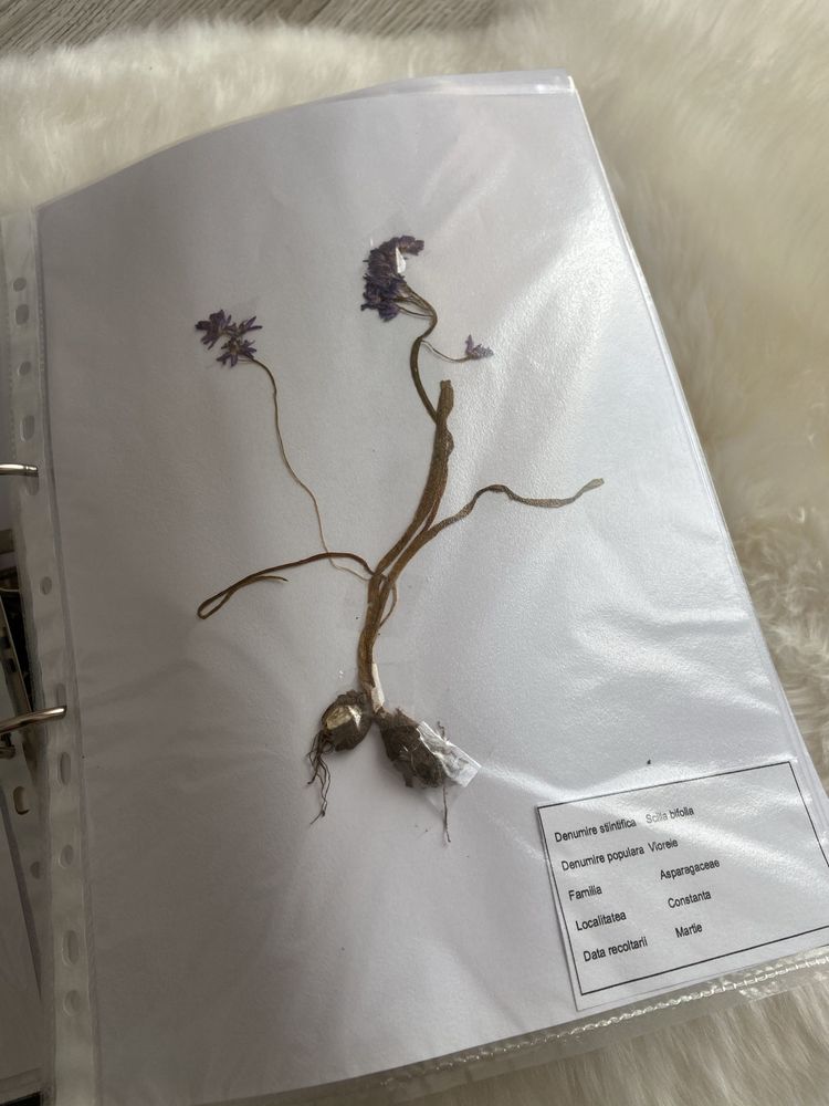 Ierbar plante medicinale