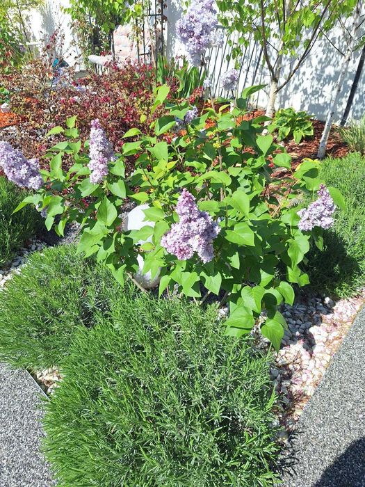 Plante Ornamentale + Decor Exterior | Amenajăm Complet