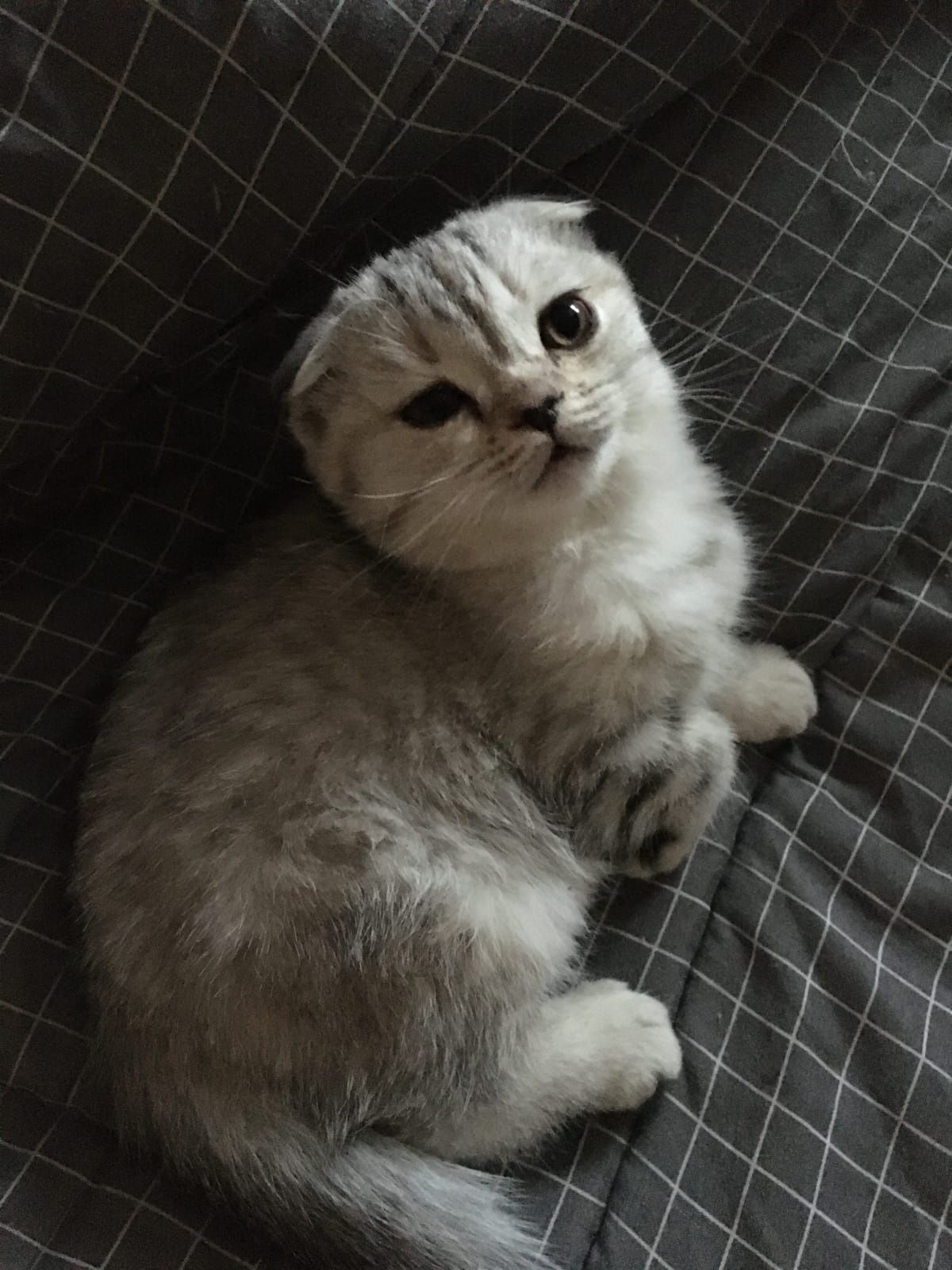 Котенок вислоухий