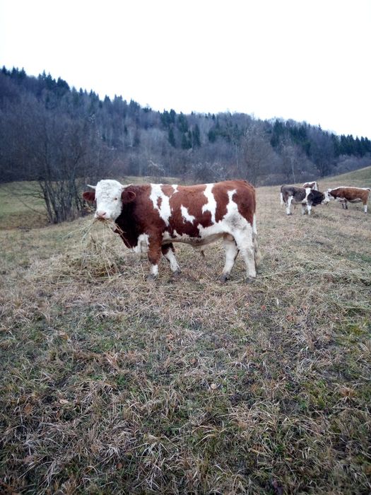 Taur bălțat de vînzare