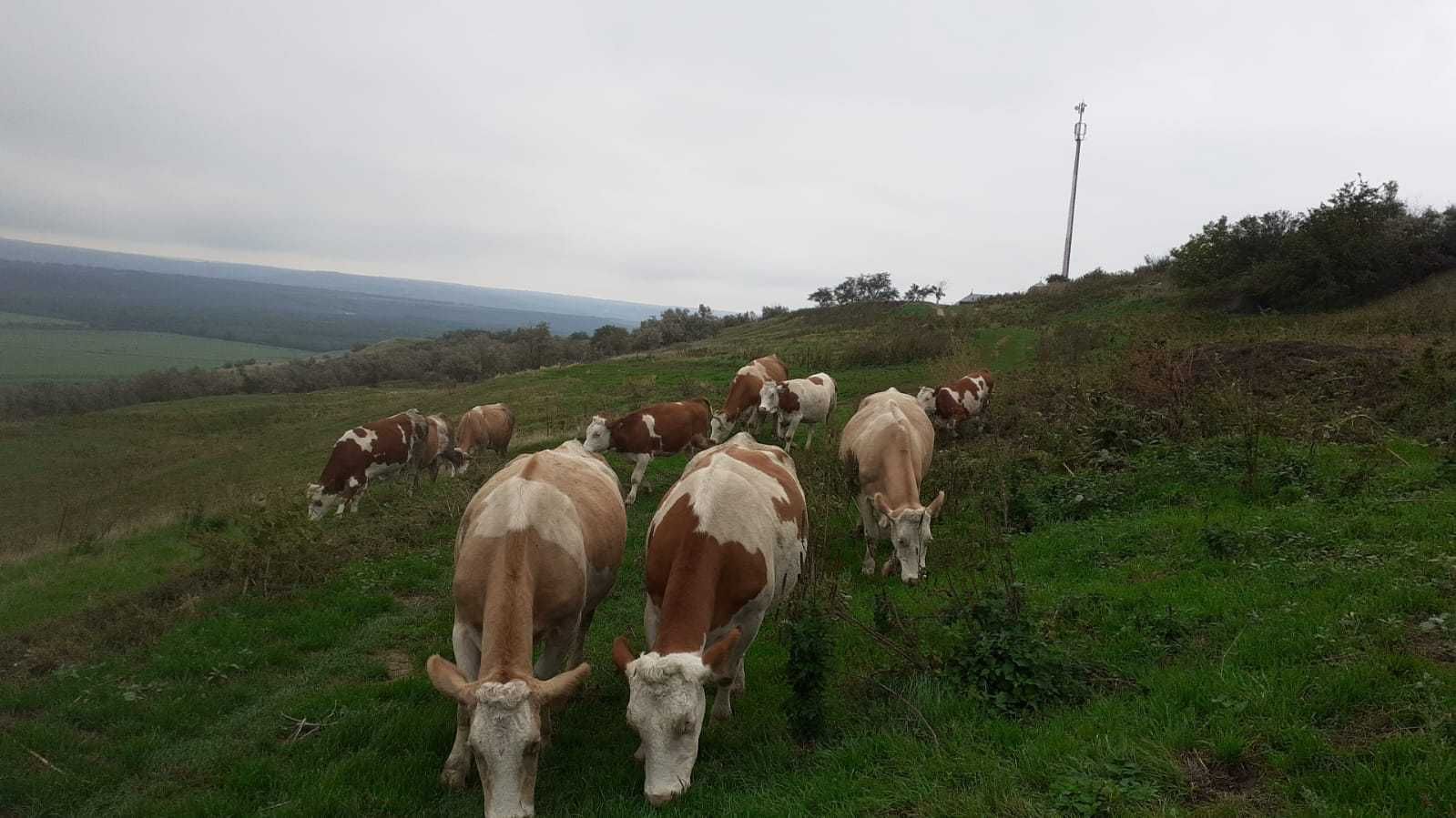 De vânzare vaci rasa Fleckvieh tip Simmental